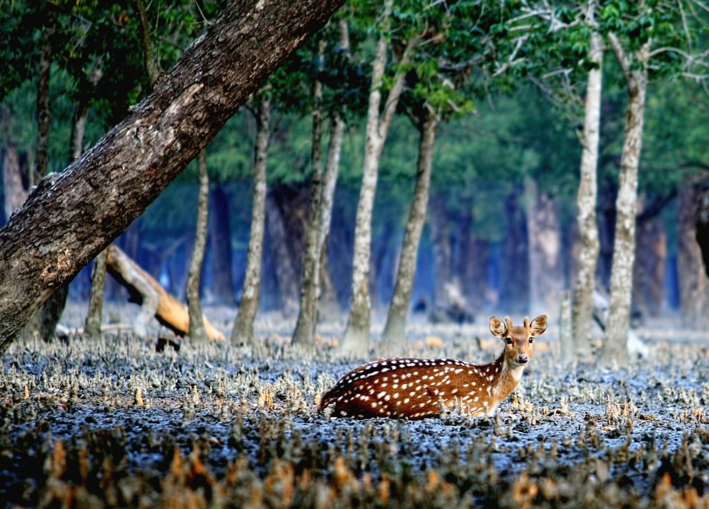 deer-1261254_1920